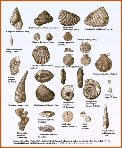 seashell fossils identification.